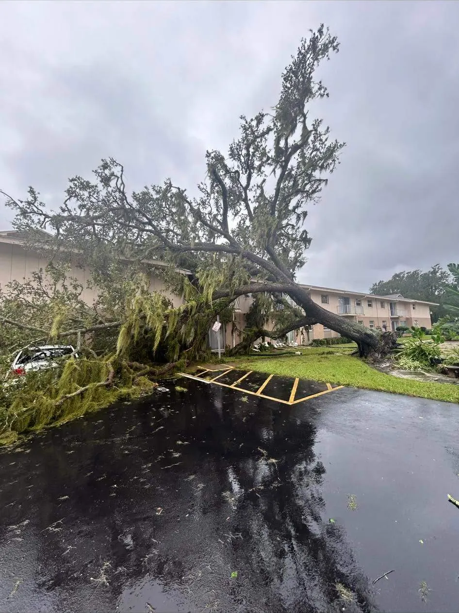 Large tree fallen across a multifamily property after the hurricane